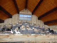 The Agrodome - Rundeise Neuseeland - Nordinsel &ndash; &copy; Benjamin Rodriguez Manzanares (Eberhardt TRAVEL)