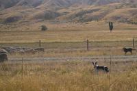 ...unterwegs von Omarama nach Twizel... &ndash; &copy; Katrin Deutschbein (Eberhardt TRAVEL)