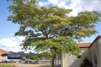 ...in Rotorua (Seidenbaum)... &ndash; &copy; Katrin Deutschbein (Eberhardt TRAVEL)