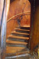 Ancient Kauri Kingdom (eingebaute Wendeltreppe in einen Kauristamm) &ndash; &copy; Katrin Deutschbein (Eberhardt TRAVEL)