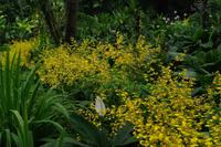 Orchideen Garten &ndash; &copy; Cindy Streidt (Eberhardt TRAVEL)