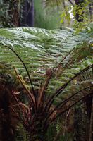 eingerolltes Farnblatt &ndash; &copy; Cindy Streidt (Eberhardt TRAVEL)