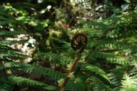 eingerolltes Farnblatt &ndash; &copy; Cindy Streidt (Eberhardt TRAVEL)