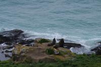 Robben - Spaziergang auf der Pinguinfarm &ndash; &copy; Cindy Streidt (Eberhardt TRAVEL)