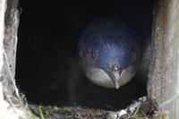 Blaupinguin &ndash; &copy; Cindy Streidt (Eberhardt TRAVEL)