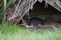 Gelbaugenpinguin beim Brüten &ndash; &copy; Cindy Streidt (Eberhardt TRAVEL)