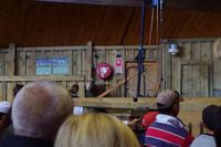 Agrodome - neugieriges Schaf &ndash; &copy; Cindy Streidt (Eberhardt TRAVEL)