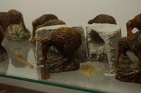 Im Kaurimuseum &ndash; &copy; Cindy Streidt (Eberhardt TRAVEL)