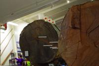 Im Kaurimuseum &ndash; &copy; Cindy Streidt (Eberhardt TRAVEL)