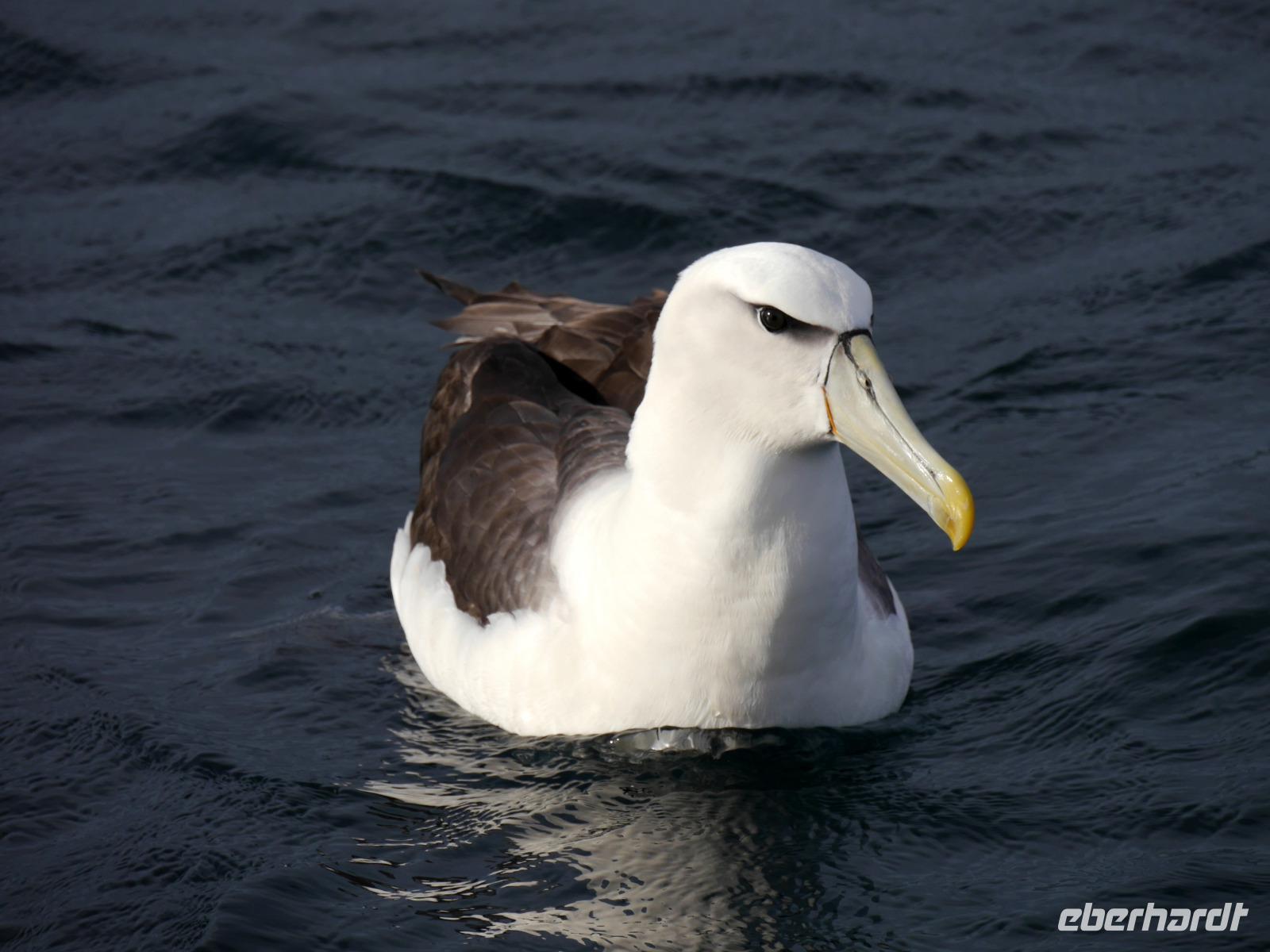 Albatross Otago Halbinsel &ndash; &copy; Anna Stiebing (Eberhardt TRAVEL)