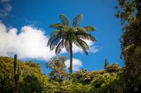 Baumfarn &ndash; &copy; Anna Stiebing (Eberhardt TRAVEL)