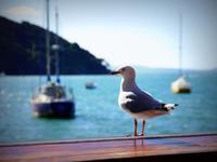 Möwe &ndash; &copy; Anna Stiebing (Eberhardt TRAVEL)