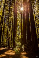 Rotorua, Red Woods &ndash; &copy; Anna Stiebing (Eberhardt TRAVEL)