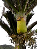 Nikau Palme