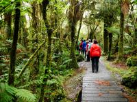 Regenwald Fox &ndash; &copy; Anna Stiebing (Eberhardt TRAVEL)