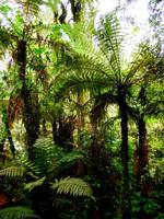 Regenwald Fox &ndash; &copy; Anna Stiebing (Eberhardt TRAVEL)