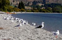 Lake Wanaka &ndash; &copy; Anna Stiebing (Eberhardt TRAVEL)