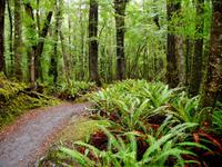 Wanderung Kepler Track &ndash; &copy; Anna Stiebing (Eberhardt TRAVEL)