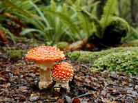 Wanderung Kepler Track &ndash; &copy; Anna Stiebing (Eberhardt TRAVEL)