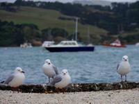 Akaroa &ndash; &copy; Anna Stiebing (Eberhardt TRAVEL)