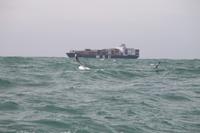 Otago Halbinsel - Kuterfahrt - Albatros & Delphinewatching &ndash; &copy; Jacob Spangenberg (Eberhardt TRAVEL)