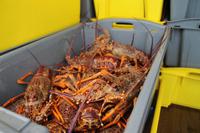 Fahrt zum Kauriwald - Lobsterfischer &ndash; &copy; Jacob Spangenberg (Eberhardt TRAVEL)
