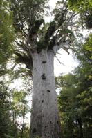 Fahrt zum Kauriwald &ndash; &copy; Jacob Spangenberg (Eberhardt TRAVEL)
