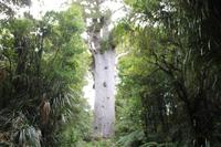Fahrt zum Kauriwald &ndash; &copy; Jacob Spangenberg (Eberhardt TRAVEL)