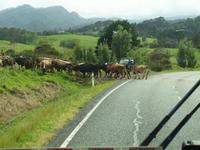 Paihia - Auckland &ndash; &copy; Juliane Voigt (Eberhardt TRAVEL)
