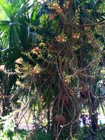 Kanonenkugelbaum &ndash; &copy; Ngoc Anh Nguyen (Eberhardt TRAVEL)