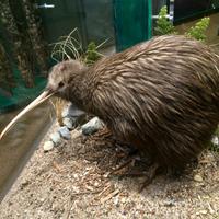 Kiwi &ndash; &copy; Ngoc Anh Nguyen (Eberhardt TRAVEL)