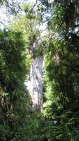 Tane Mahuta &ndash; &copy; Rico Manns (Eberhardt TRAVEL)