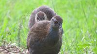 Weka &ndash; &copy; Rico Manns (Eberhardt TRAVEL)