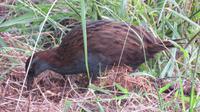 Weka &ndash; &copy; Rico Manns (Eberhardt TRAVEL)
