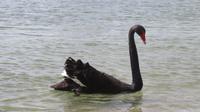 Was für ein Hals &ndash; &copy; Rico Manns (Eberhardt TRAVEL)