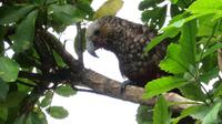 Kapiti Island - Kaka &ndash; &copy; Rico Manns (Eberhardt TRAVEL)