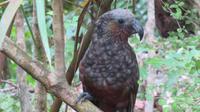 Kapiti Island - Kaka &ndash; &copy; Rico Manns (Eberhardt TRAVEL)