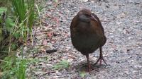 Kapiti Island Weka &ndash; &copy; Rico Manns (Eberhardt TRAVEL)