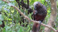 Kapiti Island - Kaka &ndash; &copy; Rico Manns (Eberhardt TRAVEL)