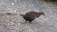 Weka &ndash; &copy; Rico Manns (Eberhardt TRAVEL)