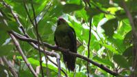 Kapiti Island &ndash; &copy; Rico Manns (Eberhardt TRAVEL)