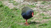 Takahe &ndash; &copy; Rico Manns (Eberhardt TRAVEL)