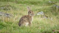 Osterhase &ndash; &copy; Rico Manns (Eberhardt TRAVEL)