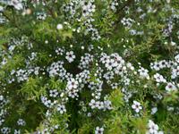 Manuka &ndash; &copy; Anna Stiebing (Eberhardt TRAVEL)