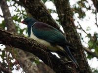 New Zealand Wood Pigeon (Kereru) &ndash; &copy; Anna Stiebing (Eberhardt TRAVEL)