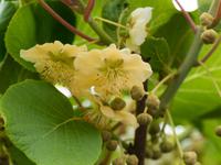 Kiwi-Blüte &ndash; &copy; Anna Stiebing (Eberhardt TRAVEL)