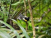 Kapiti Island, Hihi &ndash; &copy; Anna Stiebing (Eberhardt TRAVEL)