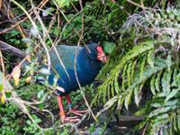 Kapiti Island, Takahe &ndash; &copy; Anna Stiebing (Eberhardt TRAVEL)