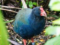 Kapiti Island, Takahe &ndash; &copy; Anna Stiebing (Eberhardt TRAVEL)