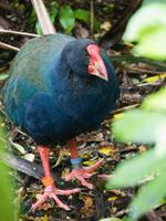 Kapiti Island, Takahe &ndash; &copy; Anna Stiebing (Eberhardt TRAVEL)
